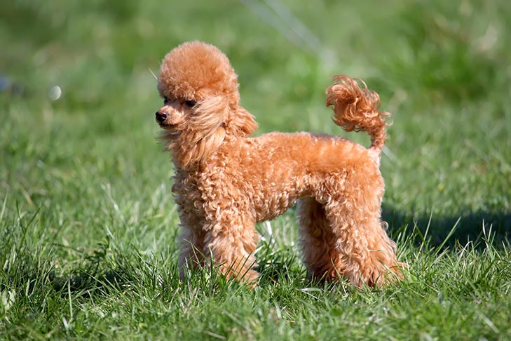 Light brown dog standing in field