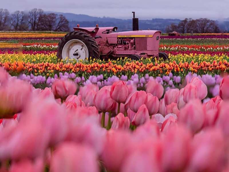 Instagram-Worthy Flower Fields to Visit in Spring&nbsp;2022